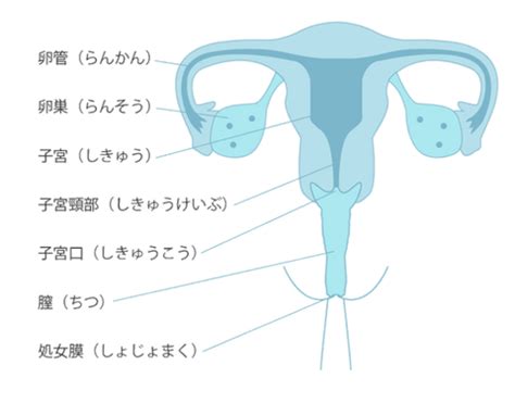 女性生殖器|女性生殖器の構造